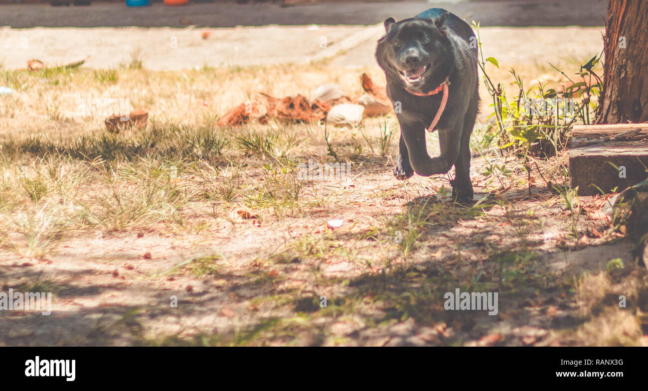 Lustig Hund in Richtung Kamera läuft. Schwarzer Labrador Retriever Stockfoto