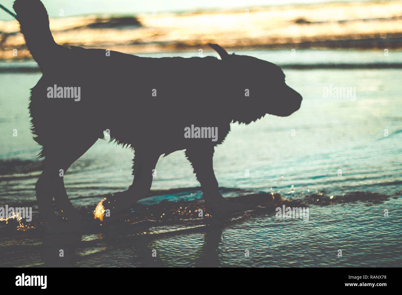 Schöner Hund Silhouette am Wasser am Strand Stockfoto