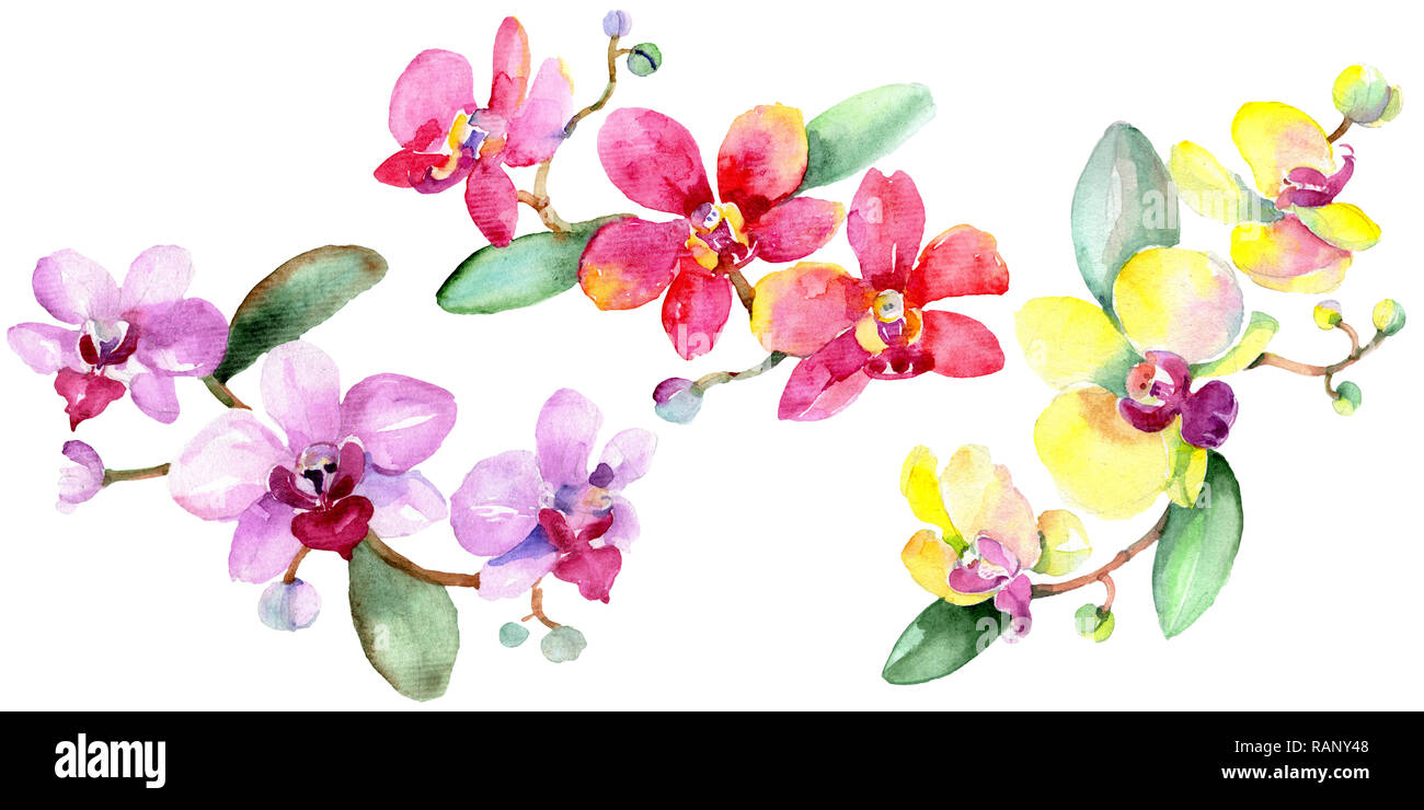 Orchidee Blumen botanischen Blume. Wild Federblatt wildflower isoliert. Aquarell Hintergrund Abbildung. Aquarell Zeichnung mode Aquarelle ist Stockfoto