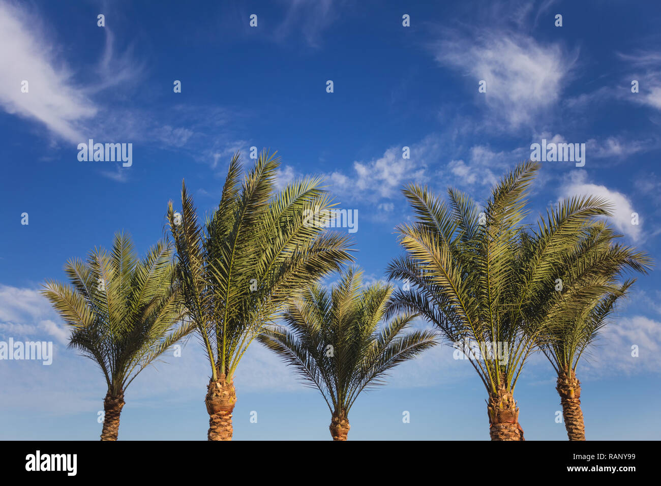 Grüne Palmen am blauen Himmel mit weißen Wolken Hintergrund isoliert. Horizontale Farbfotografie. Stockfoto