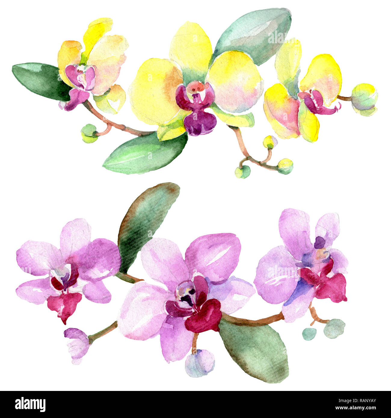 Orchidee Blumen botanischen Blume. Wild Federblatt wildflower isoliert. Aquarell Hintergrund Abbildung. Aquarell Zeichnung mode Aquarelle ist Stockfoto