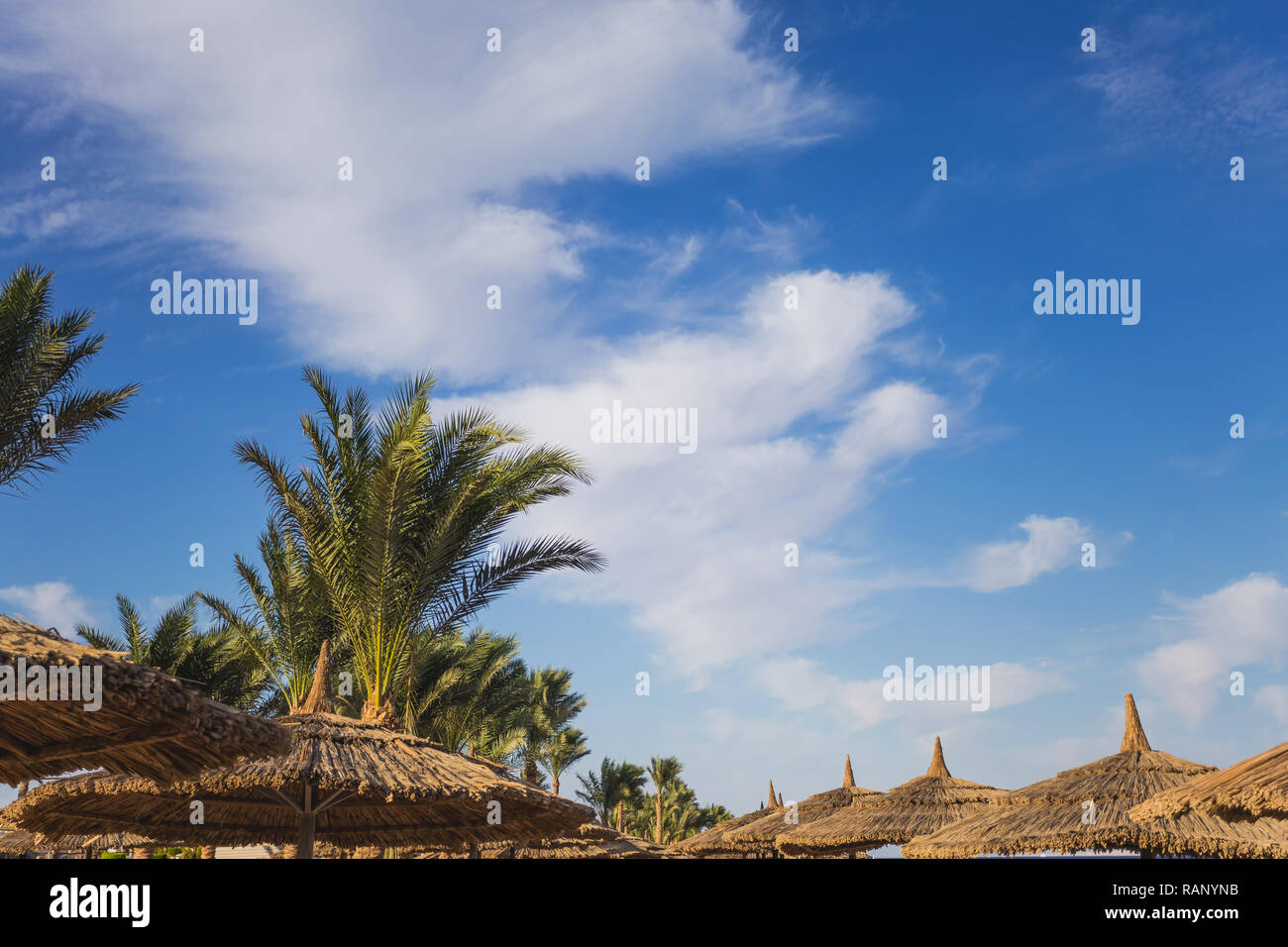 Schönen grünen Palmen am blauen Himmel und Sonnenschirme auf sonnigen Sommer tropischen Strand getrennt. Horizontale Farbfotografie. Stockfoto