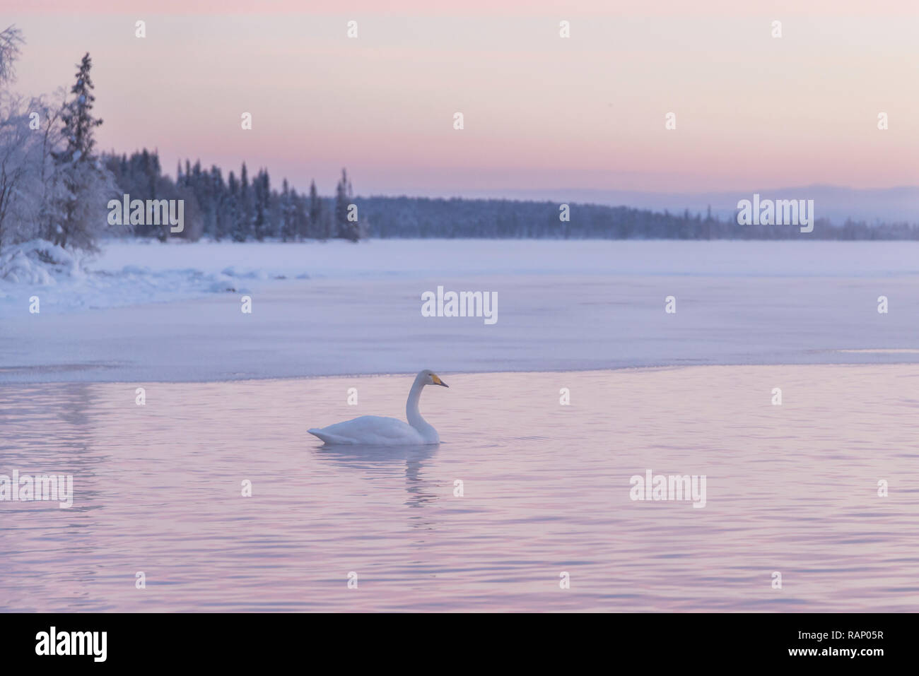 Schwäne im Winter, Muonio, Lappland, Finnland Stockfoto