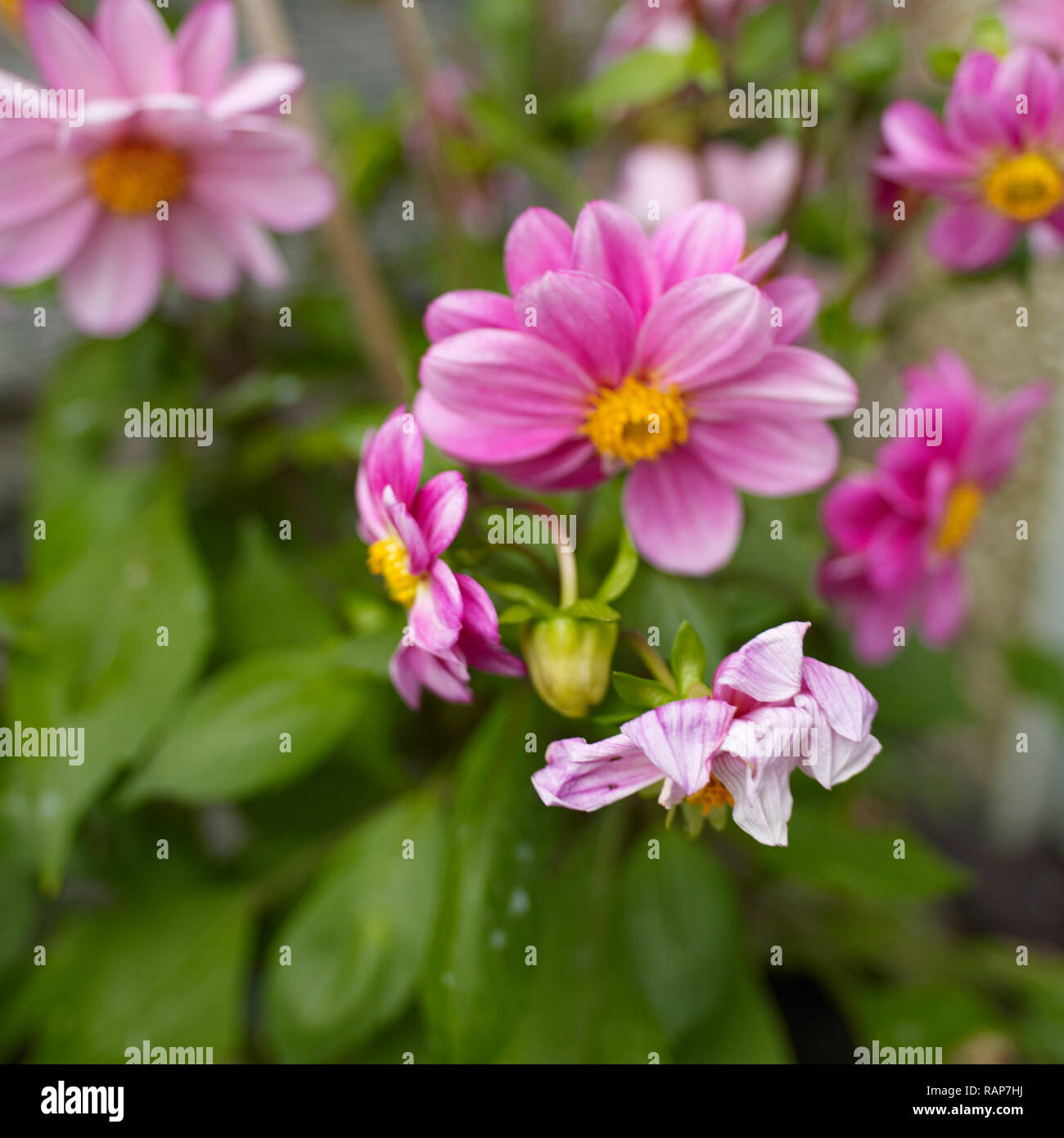 Garten Chrysanthemen Die Zustellung der Blumen in verschiedenen Lebensabschnitten in städtischen Garten, London, England, Vereinigtes Königreich, Europa Stockfoto