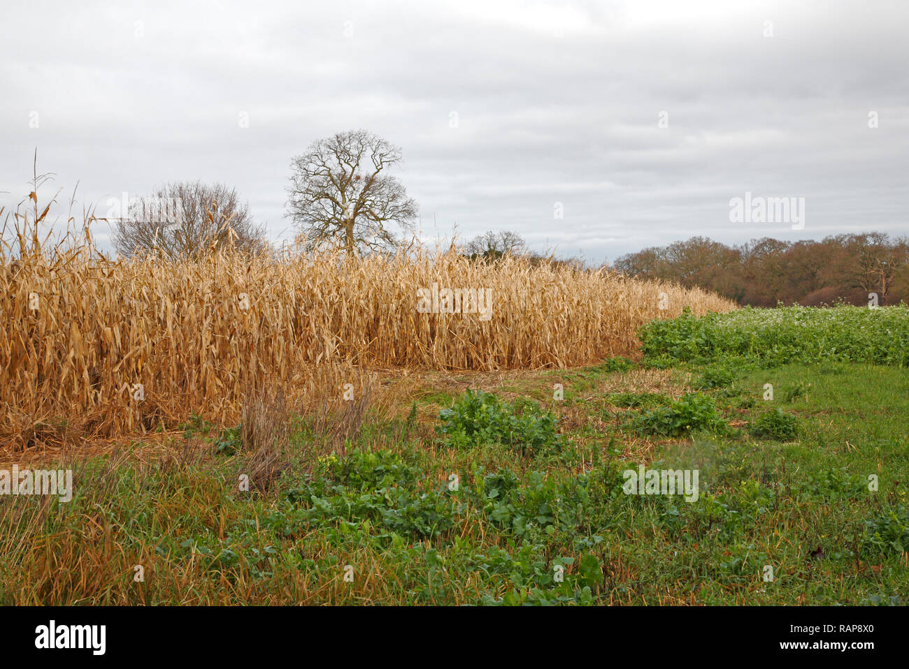 Eine kleine Ernte von Mais oder Mais nach links im Feld abzudecken und Futter für Vögel im Winter. Stockfoto
