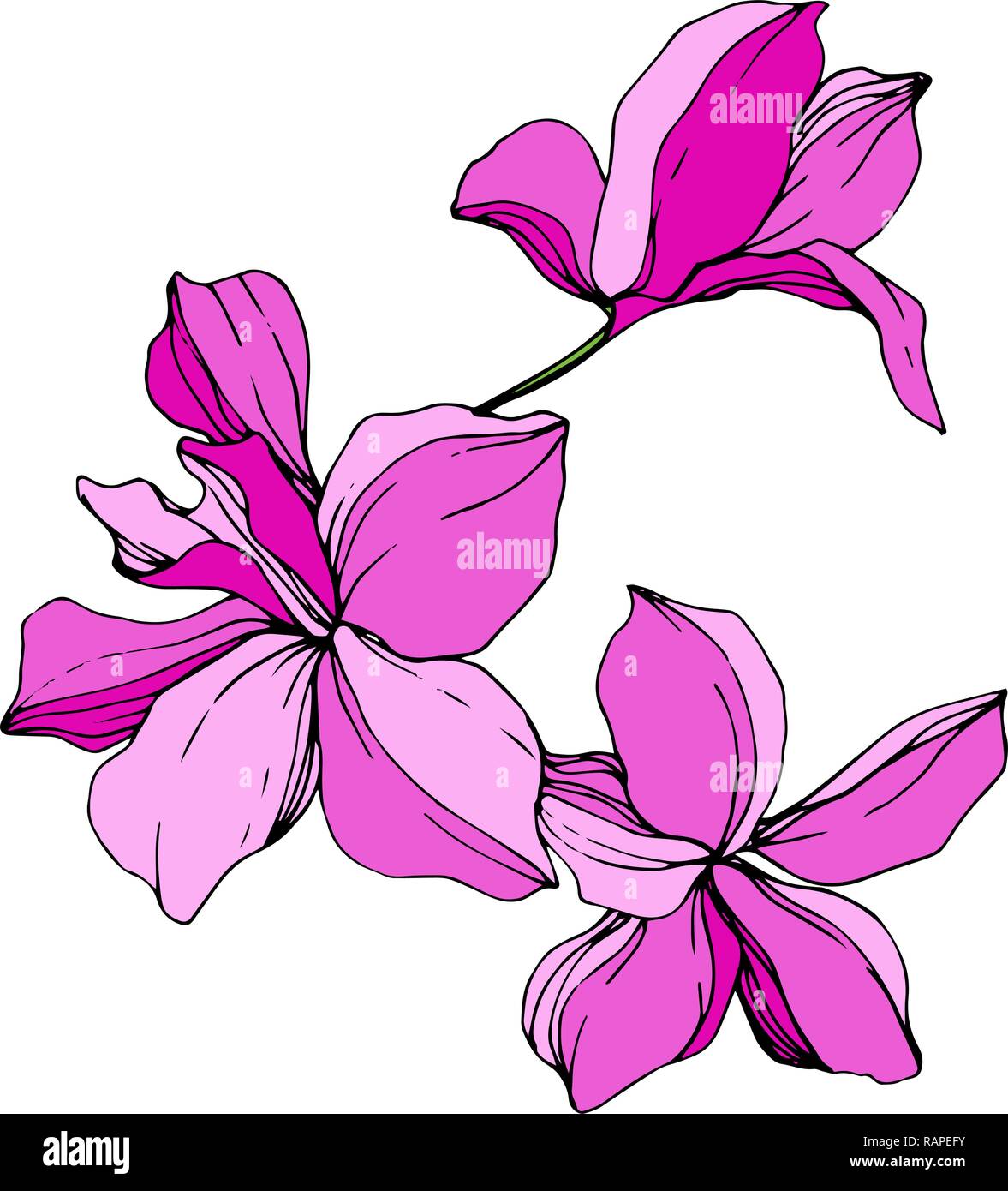 Vektor. Rosa Orchidee. Florale botanischen Blume. Wild Federblatt wildflower isoliert. Rosa graviert Tinte Art isoliert orchid Abbildung Element auf whi Stock Vektor