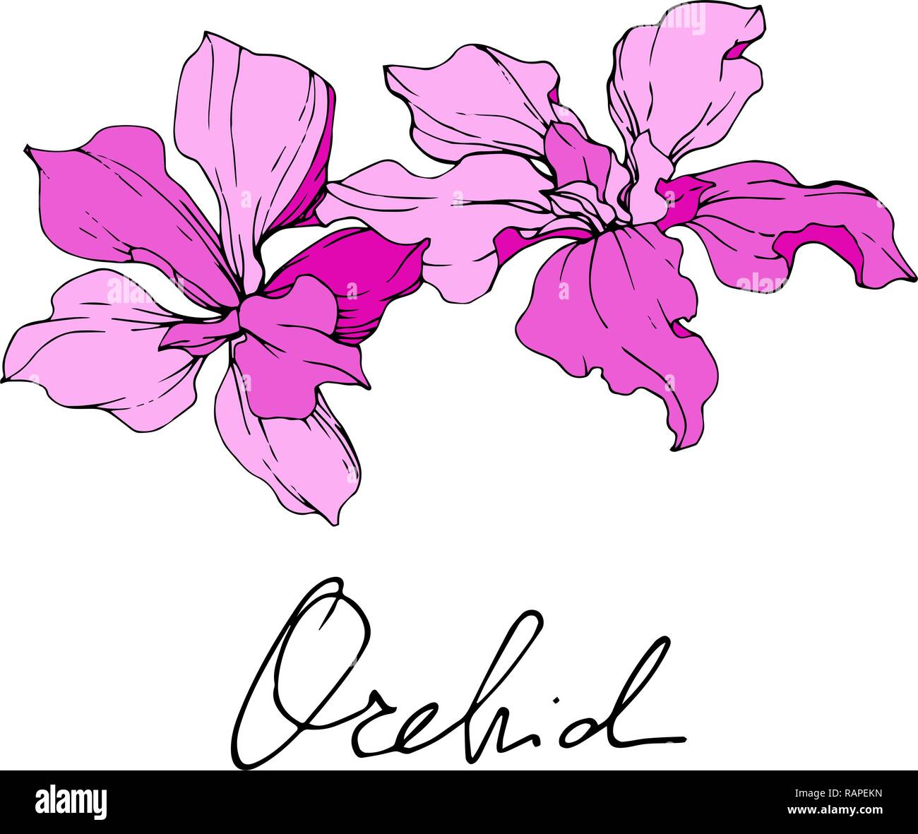 Vektor. Rosa Orchidee. Florale botanischen Blume. Wild Federblatt wildflower isoliert. Rosa graviert Tinte Art isoliert orchid Abbildung Element auf whi Stock Vektor