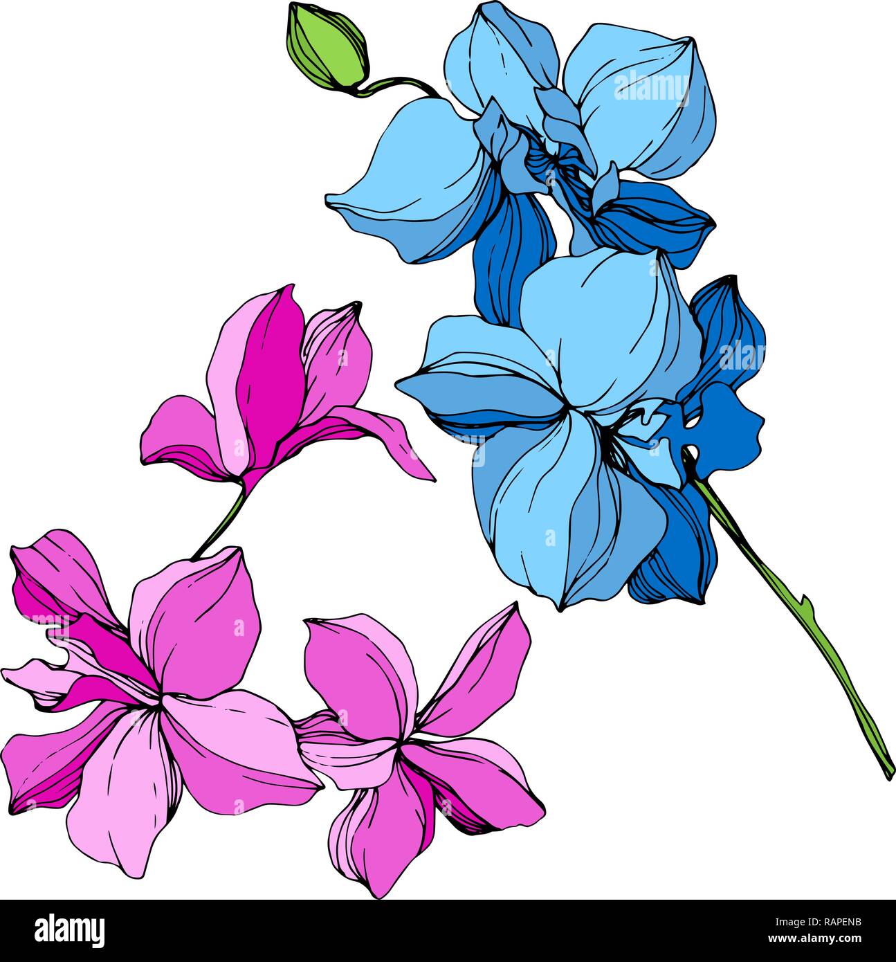Vektor. Blau und Pink Orchid. Florale botanischen Blume. Wild Federblatt wildflower isoliert. Blau und Rosa graviert Tinte Art isoliert orchid Lllustrat Stock Vektor