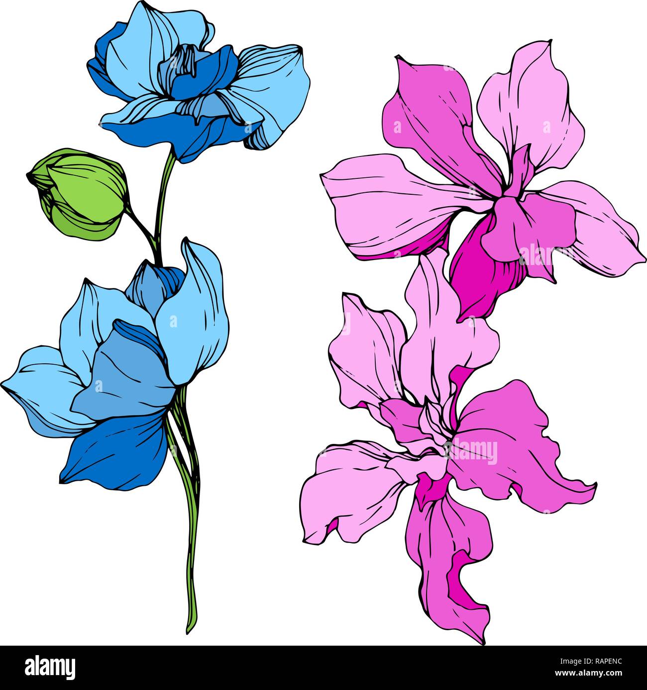 Vektor. Blau und Pink Orchid. Florale botanischen Blume. Wild Federblatt wildflower isoliert. Blau und Rosa graviert Tinte Art isoliert orchid Lllustrat Stock Vektor
