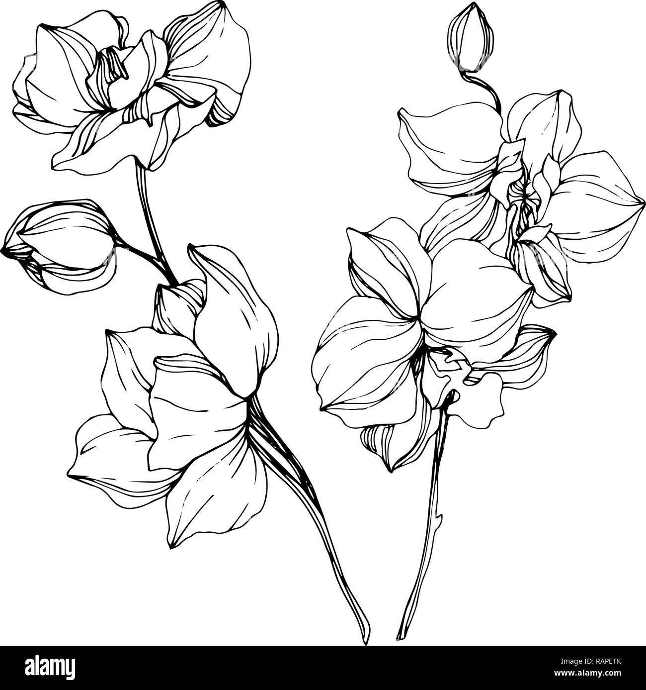 Vektor. Orchid Flower. Florale botanischen Blume. Wild Federblatt wildflower isoliert. Schwarz und weiß eingraviert Tinte Art isoliert orchid Abbildung e Stock Vektor