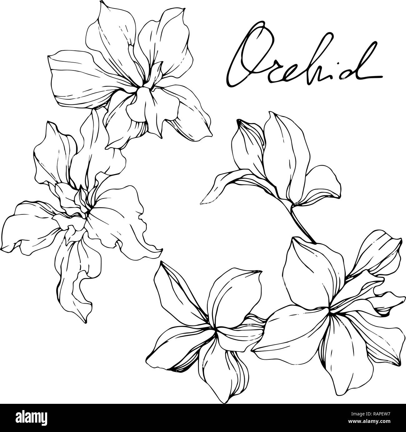 Vektor. Orchid Flower. Florale botanischen Blume. Wild Federblatt wildflower isoliert. Schwarz und weiß eingraviert Tinte Art isoliert orchid Abbildung e Stock Vektor