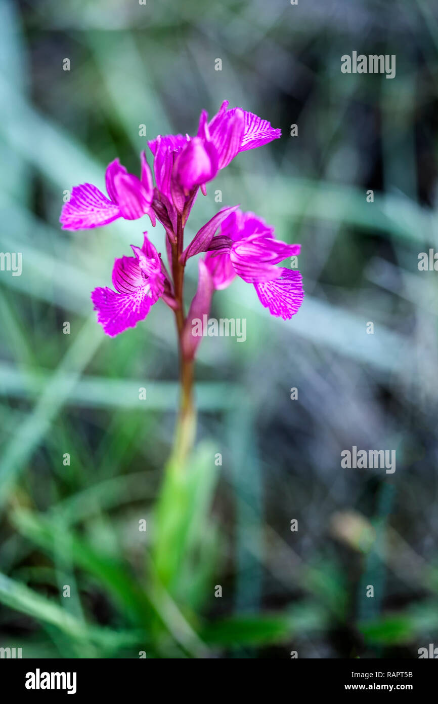 Wild purple orchid in einem Feld der grünen Blätter als Hintergrund Stockfoto