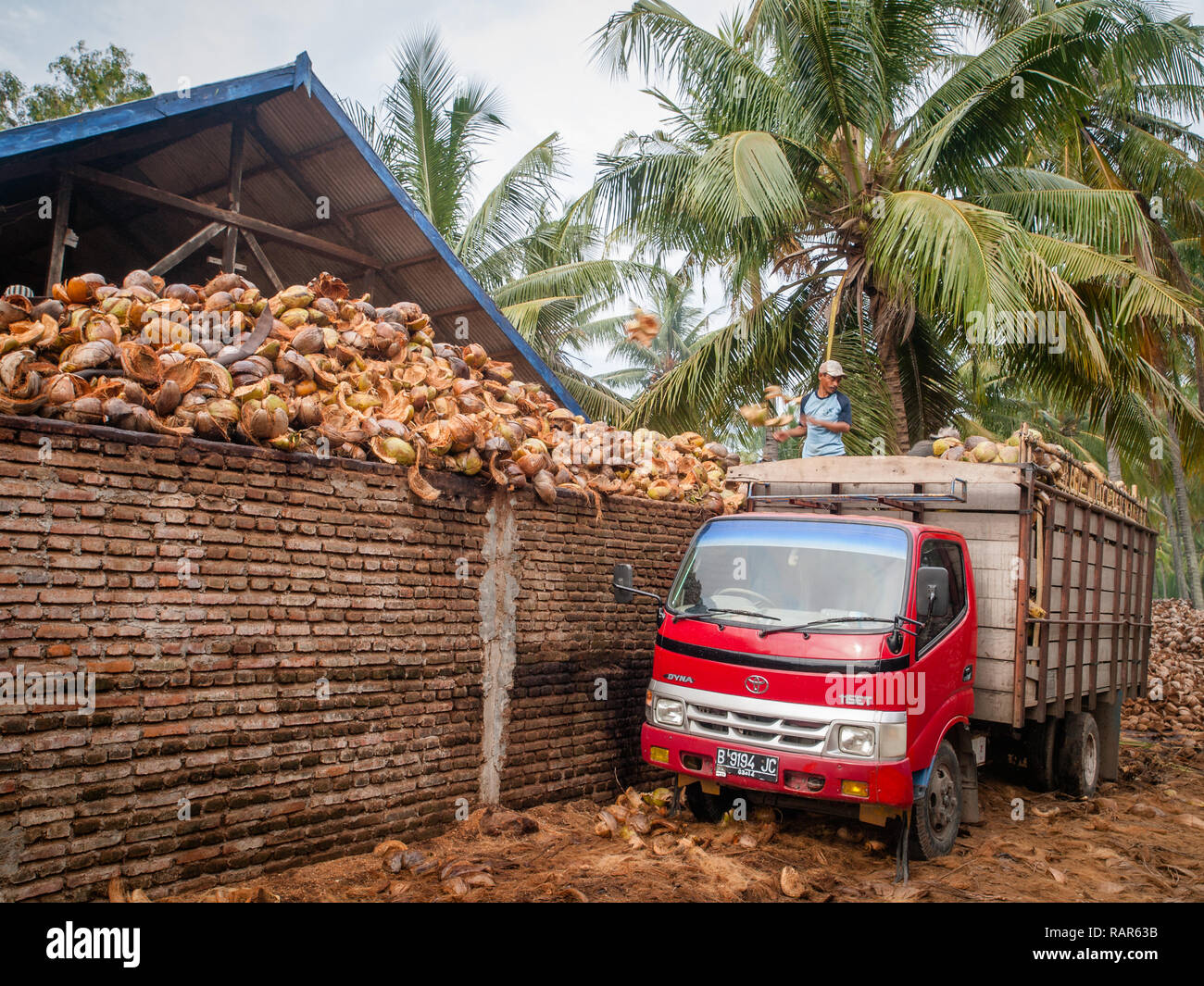 Mann trowing Coconut von Lkw im Coconut Fabrik, Insel Lombok, Indonesien, Asien Stockfoto
