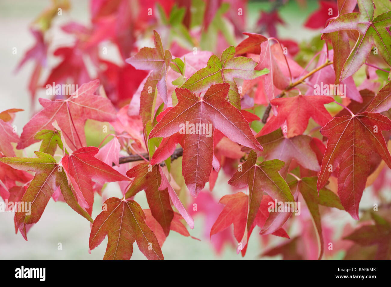 Liquidambar Styraciflua 'Corky' Blätter im Herbst. Stockfoto