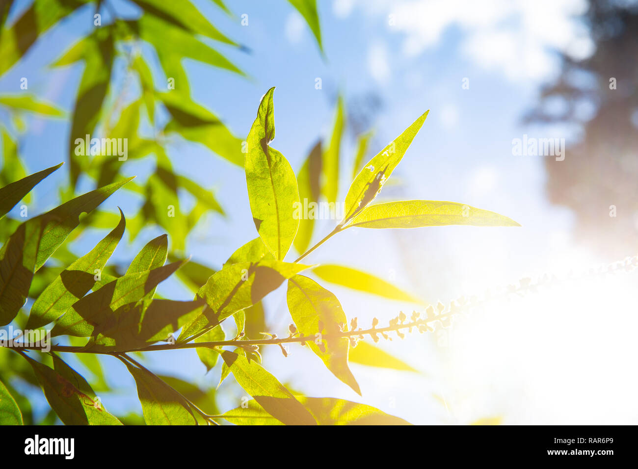 Grüne Blätter sonnigen Himmel Licht Frische der Natur. Stockfoto