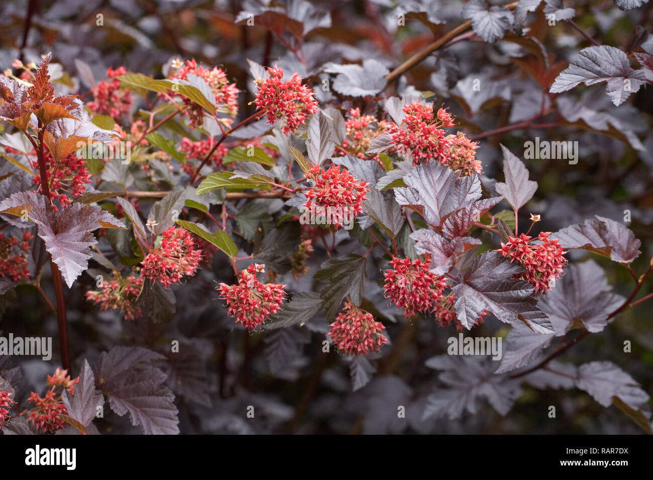 Physocarpus opulifolius 'Midnight' Jonight. Stockfoto