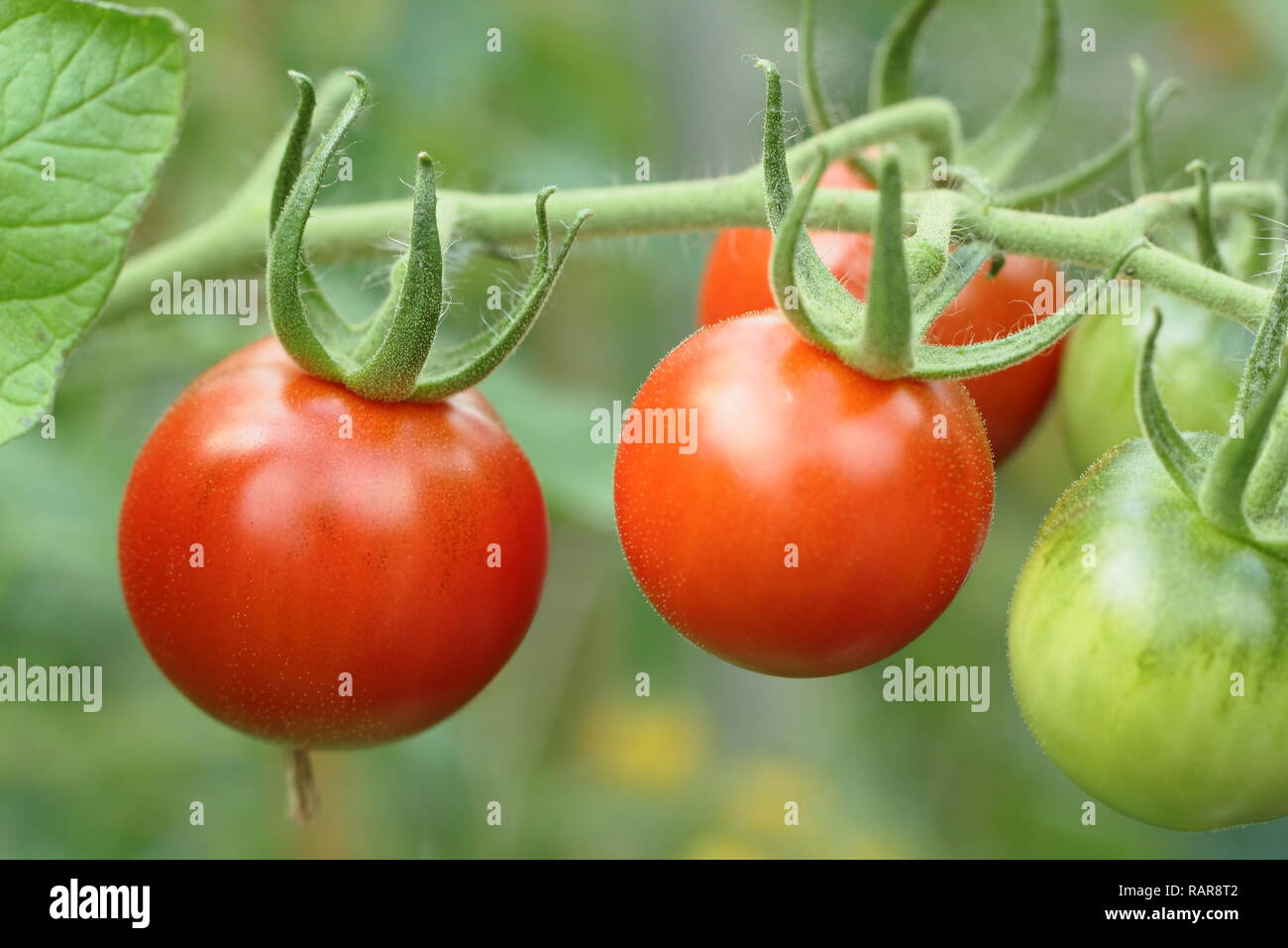 Solanum Lycopersicum. Heriloom Tomate "Chadwick Cherry' Reifen auf der Rebe, Sommer, Großbritannien Stockfoto