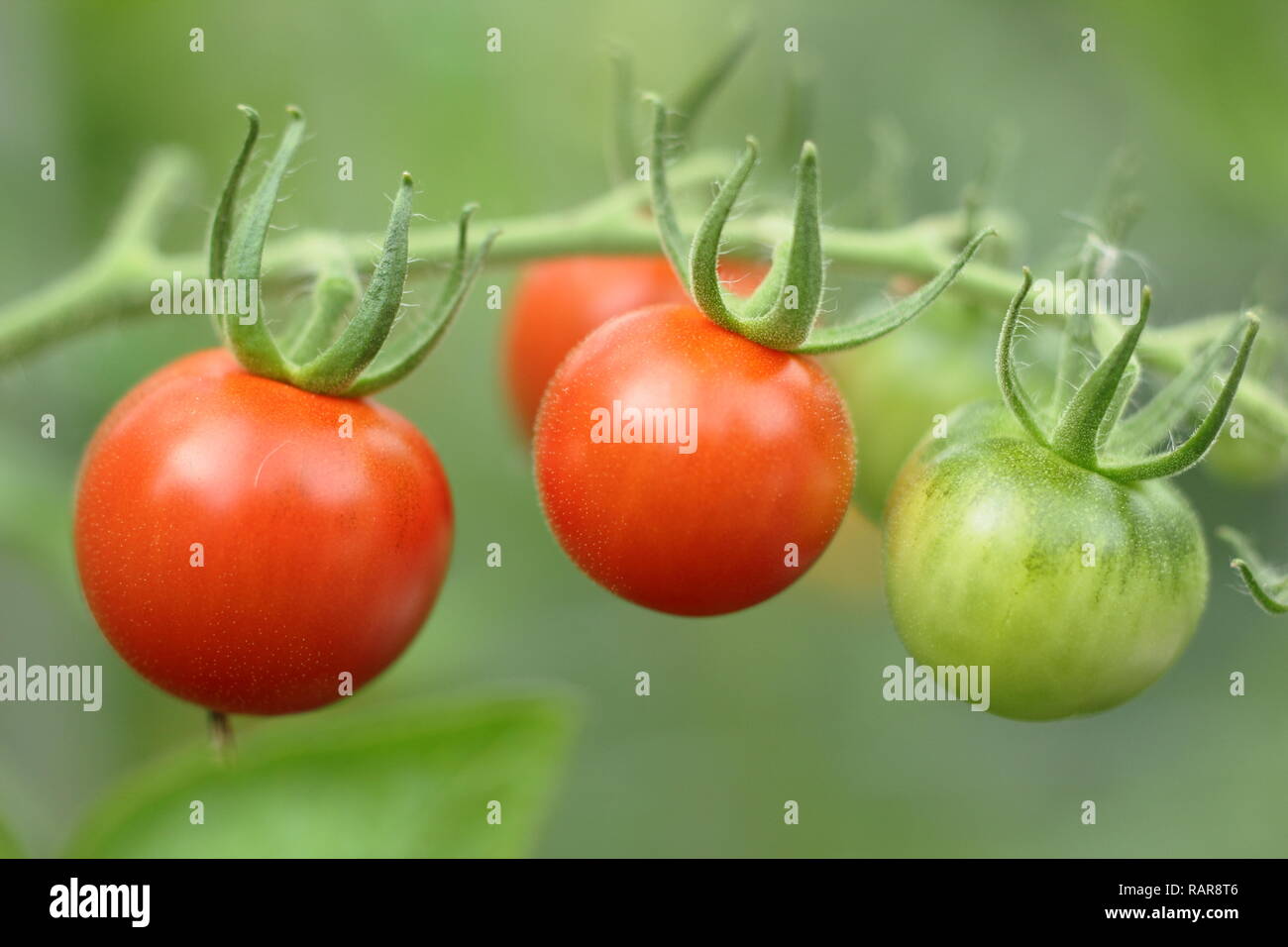 Solanum Lycopersicum. Heriloom Tomate "Chadwick Cherry' Reifen auf der Rebe, Sommer, Großbritannien Stockfoto