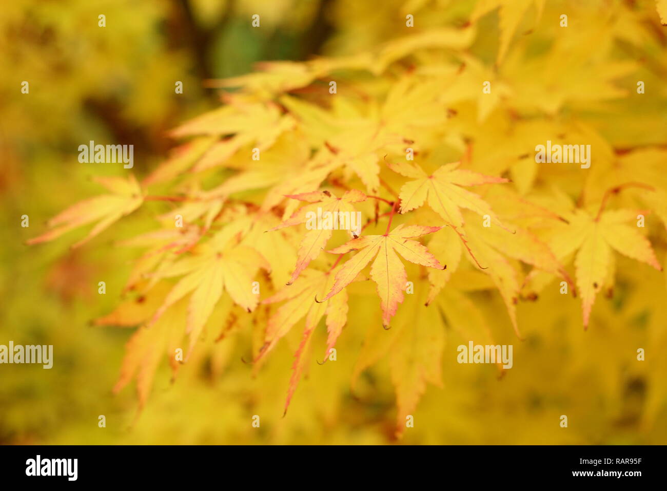 Acer palmatum Sango Kaku. Bunter Herbst Laub von Acer palmatum Sango Kaku, auch genannt Coral Rinde Ahorn. Japanischer Ahorn Baum im Oktober, Großbritannien Stockfoto