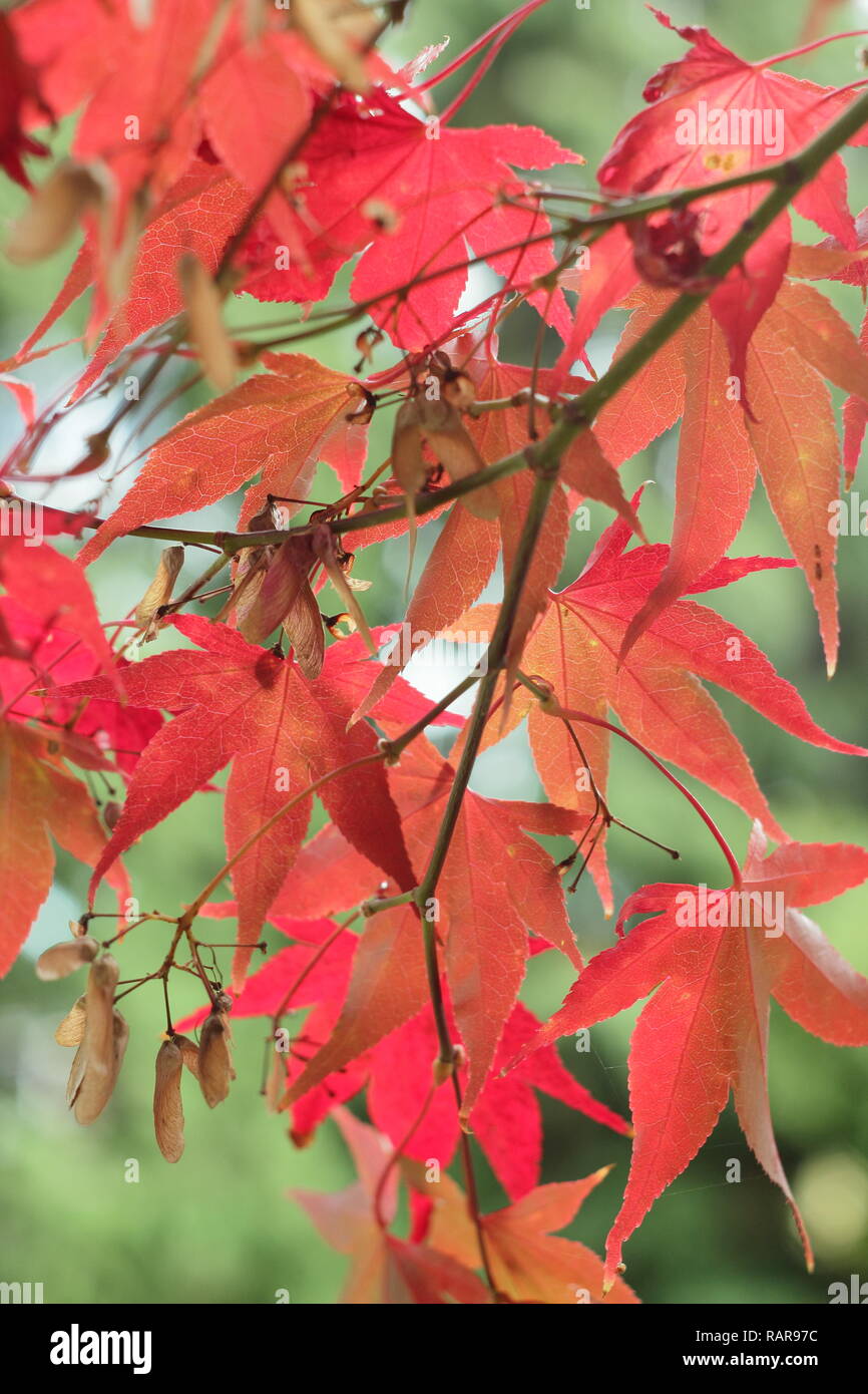 Acer palmatum 'Osakazuki'. Bunter Herbst Laub Japanischer Ahorn 'Osakazuki' in einem Englischen Garten, Großbritannien Stockfoto