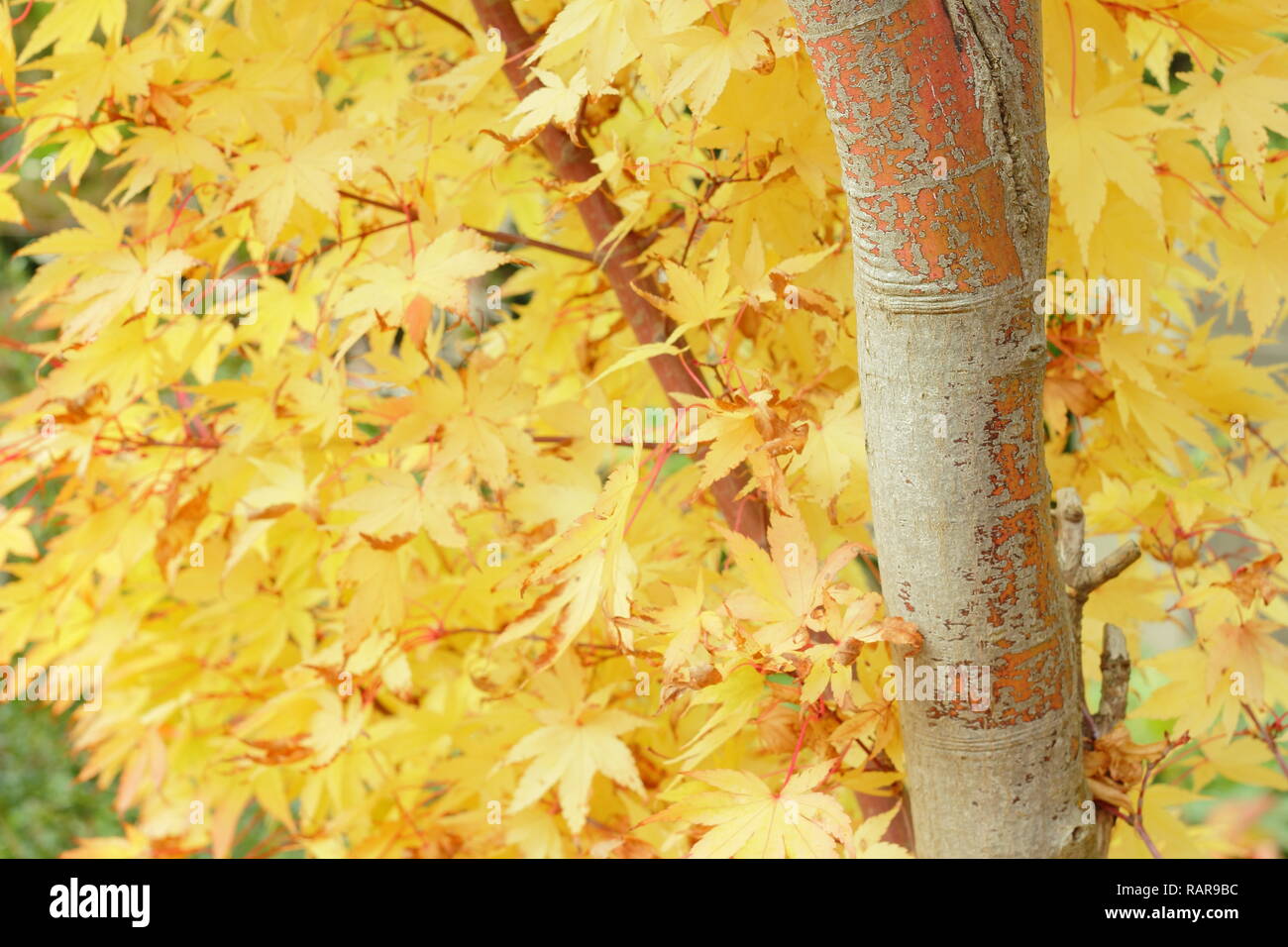 Acer palmatum Sango Kaku. Bunter Herbst Laub von Acer palmatum Sango Kaku, auch genannt Coral Rinde Ahorn. Japanischer Ahorn Baum im Oktober, Großbritannien Stockfoto