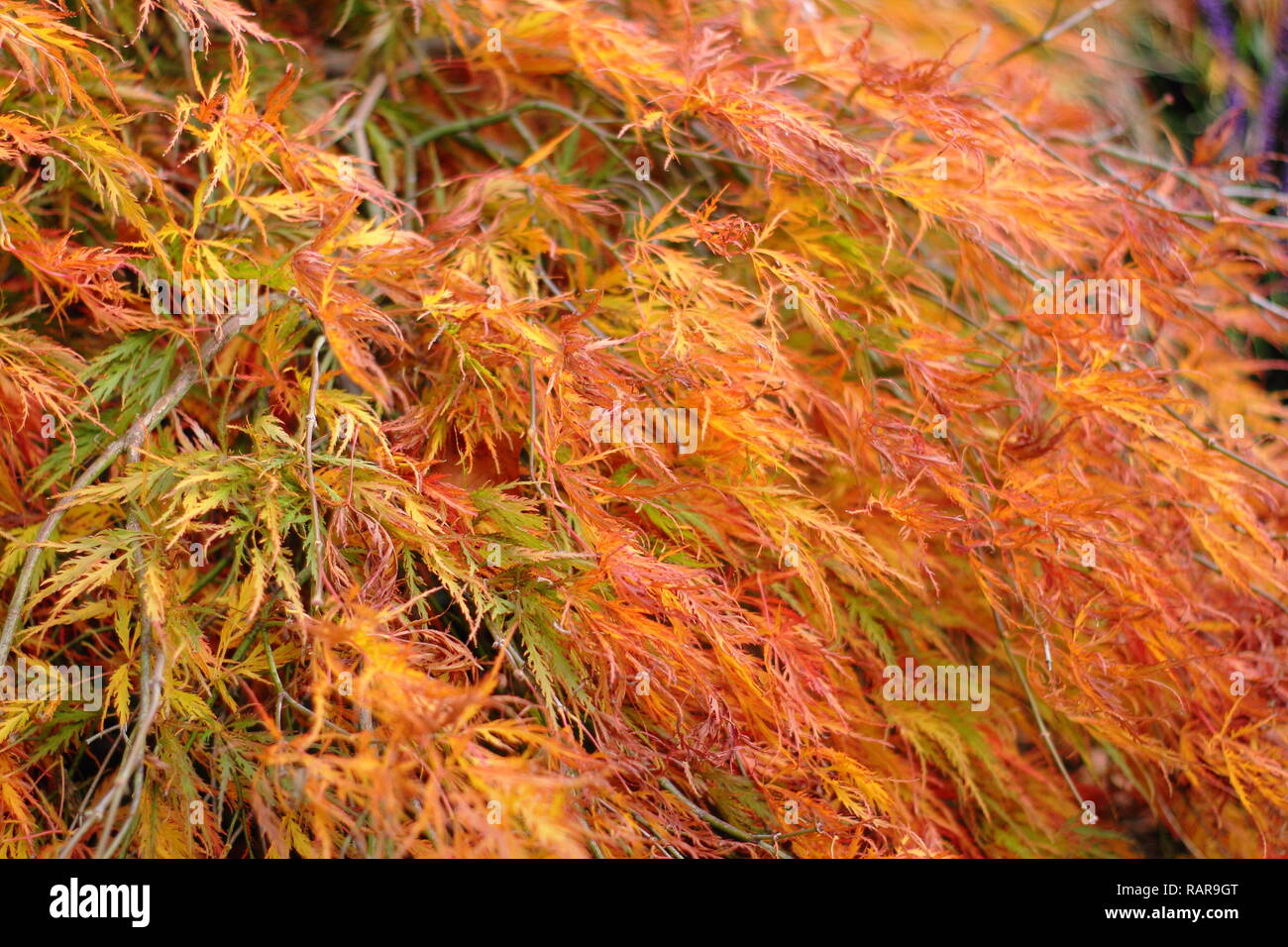 Acer palmatum Dissectum Atropurpureum. Japanischer Ahorn 'Dissectum Atropurpureum" Anzeigen von lebhaften Farben des Herbstes, Großbritannien Stockfoto