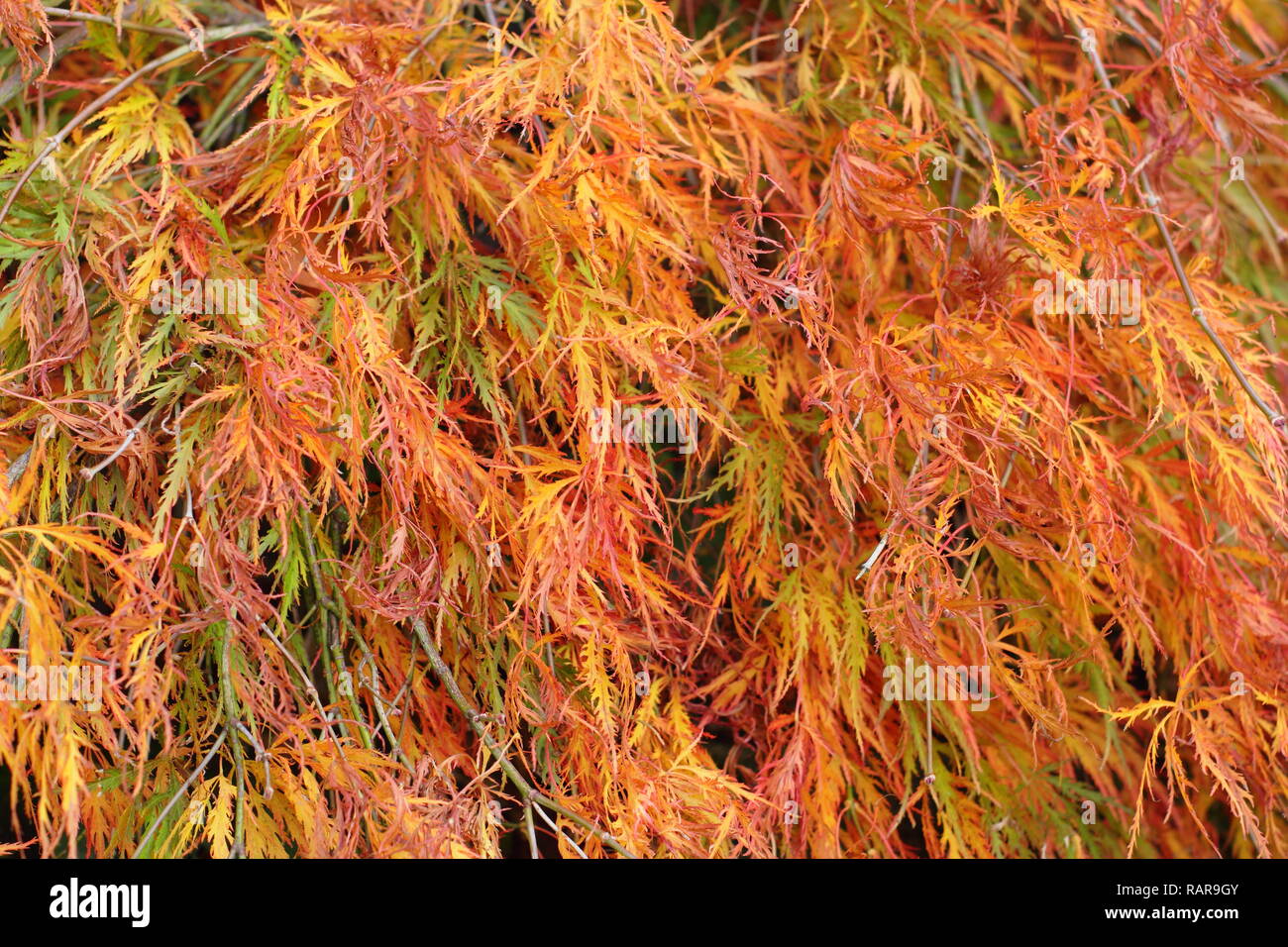 Acer palmatum Dissectum Atropurpureum. Japanischer Ahorn 'Dissectum Atropurpureum" Anzeigen von lebhaften Farben des Herbstes, Großbritannien Stockfoto