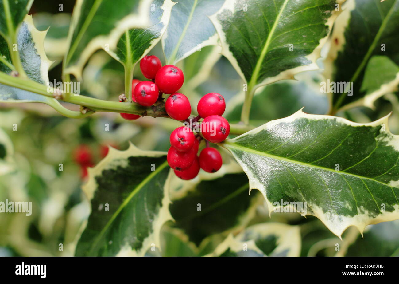 Ilex aquilfolium' Argentea Marginata'. Silber breitrandigem Holly anzeigen winter Beeren, Großbritannien. Hauptversammlung Stockfoto