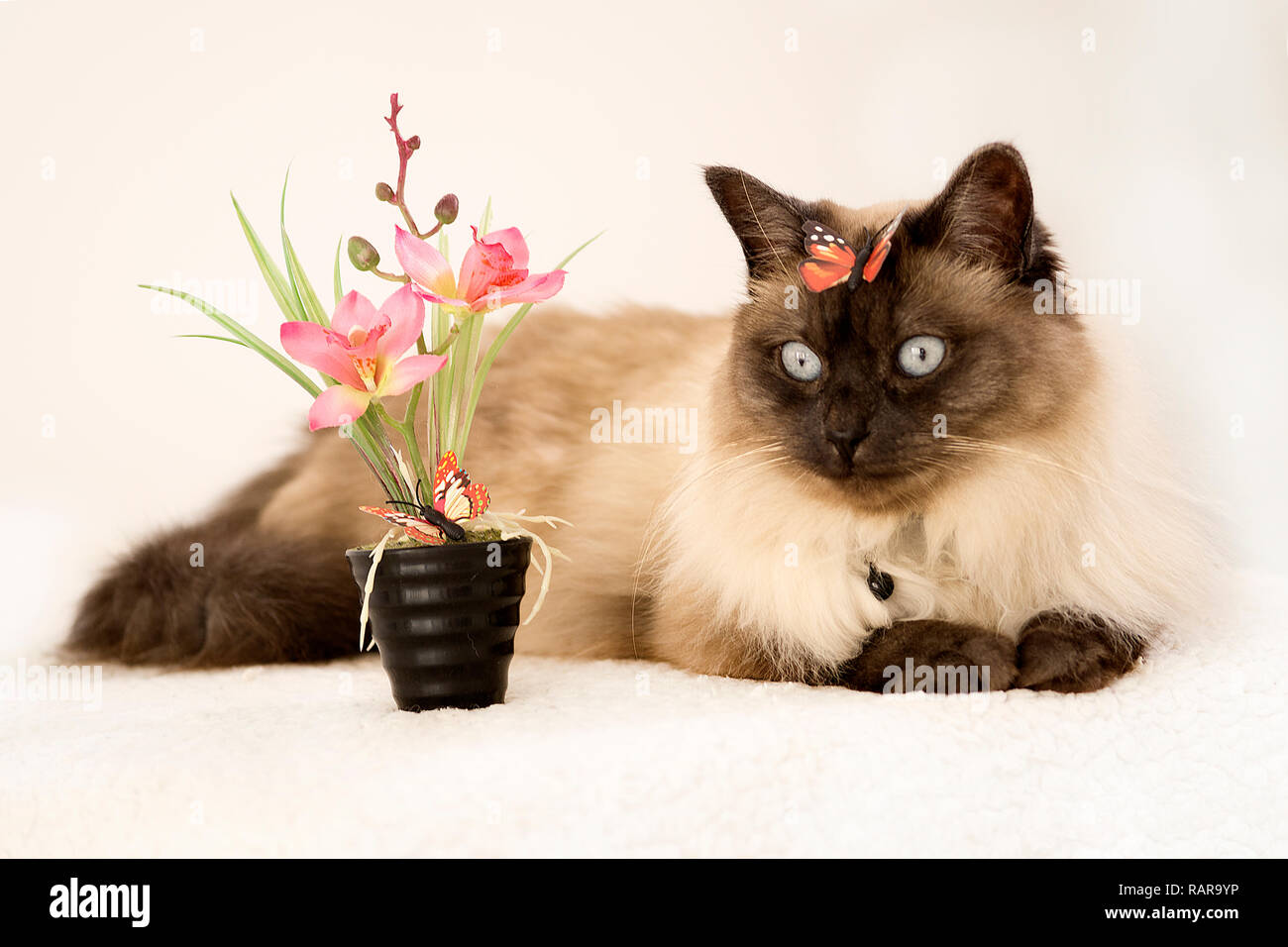 Siam blue-eyed Cat liegt in der Nähe der künstlichen Blume mit einem künstlichen Schmetterling auf dem Kopf Stockfoto