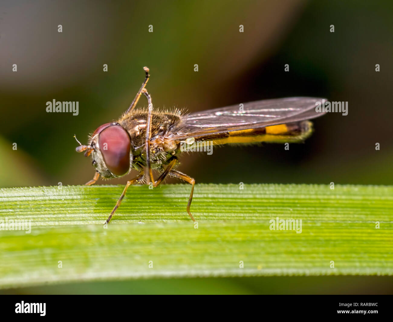 Ein Hoverfly (Syrphidae) Durchführung von It's Bein übung Programm bei hohen Holz neben Badbury Ringe in Dorset. Stockfoto