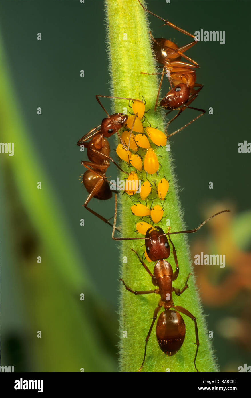 Camponotus (sp.) Ameisen Herding oleander Blattläuse auf Saatgut pod von Butterfly weed (Asclepias tuberosa). Ameisen guard Blattläuse von Raubtieren und ernähren sich von den Swe Stockfoto