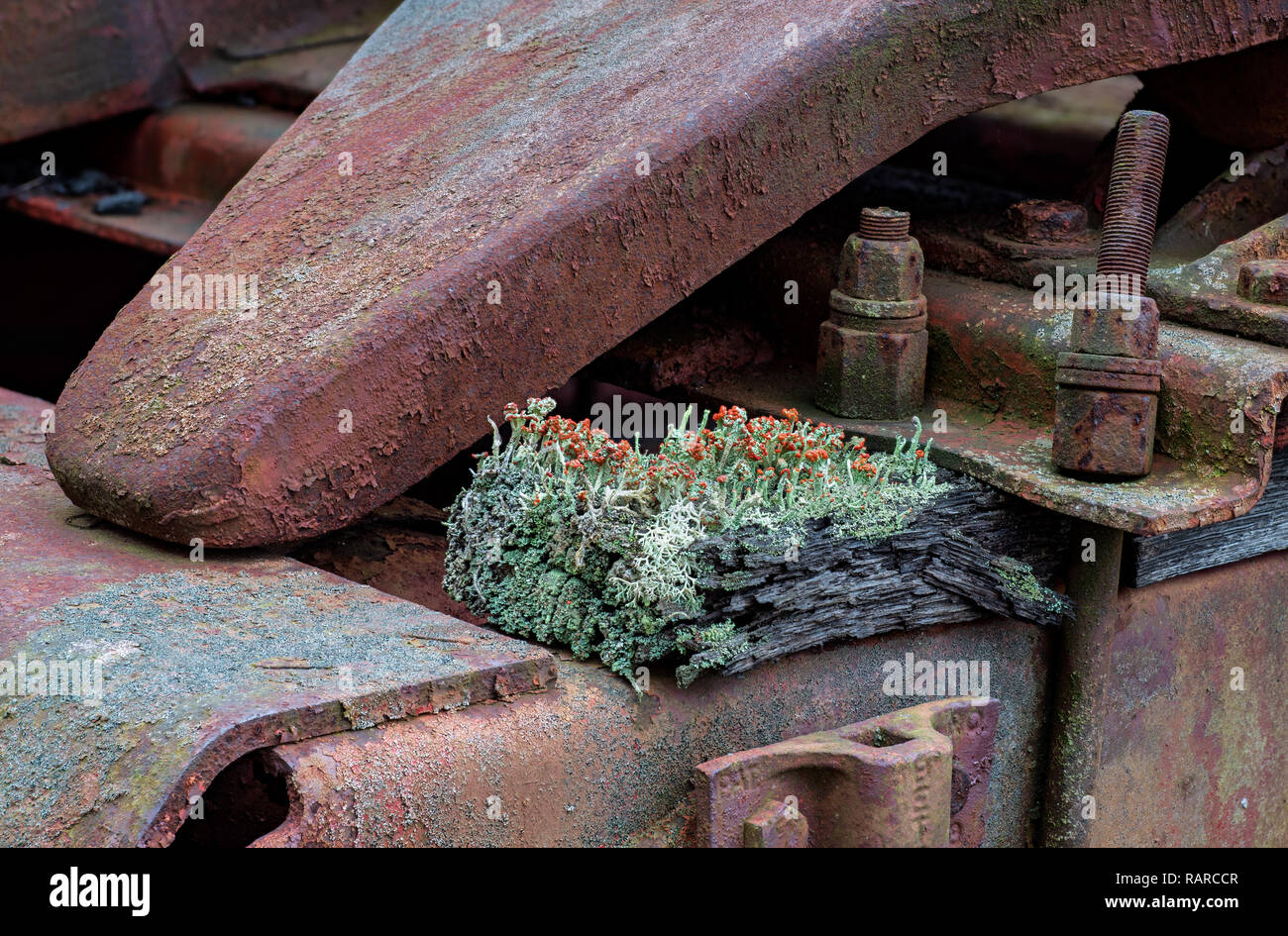 Cladonia cristatella, die gemeinhin als die Britischen Soldaten flechten bekannt, ist eine fruticose Flechten aus der Familie Cladoniaceae. Flechten auf wachsende Stockfoto