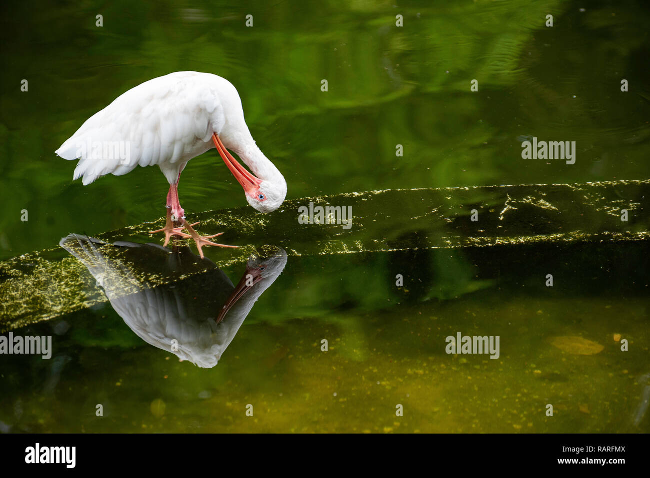 American White Ibis Reinigung Federn über die Reflexion Stockfoto