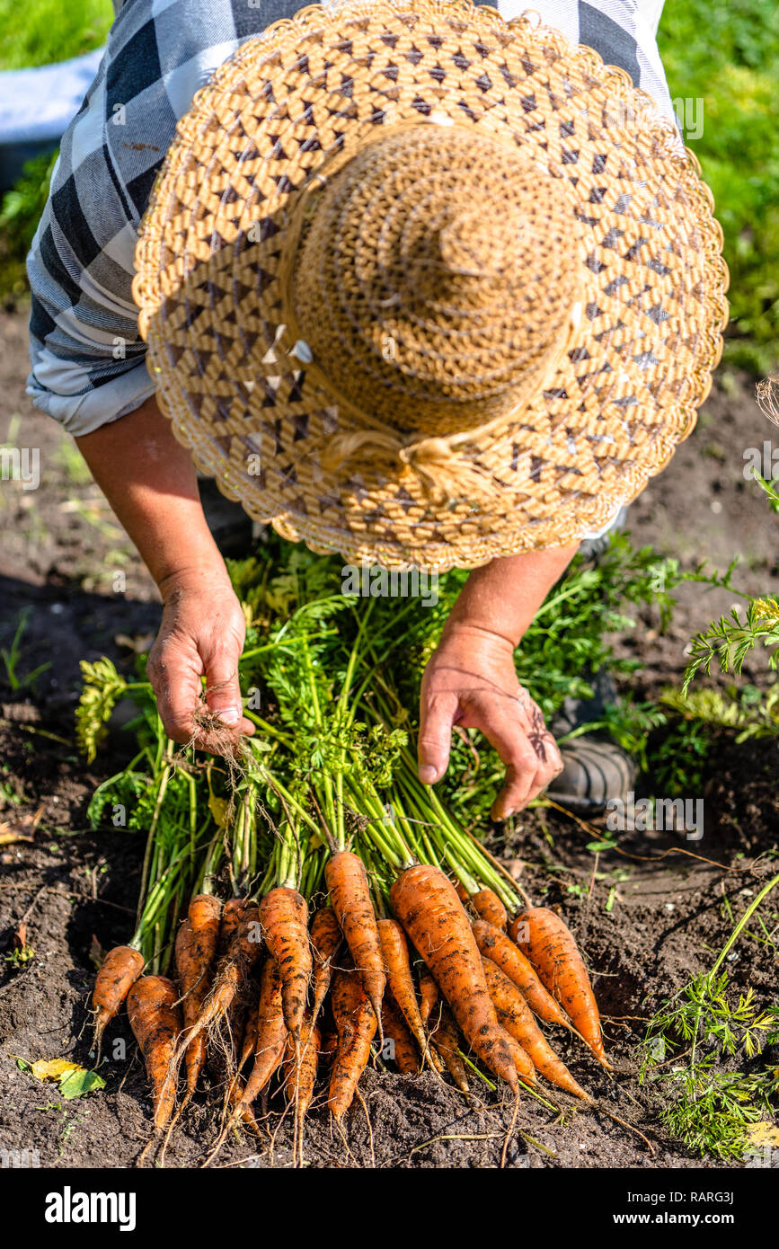 Ernte Landwirt Karotten aus den organischen Gemüsegarten, lokale Landwirtschaft Konzept Stockfoto