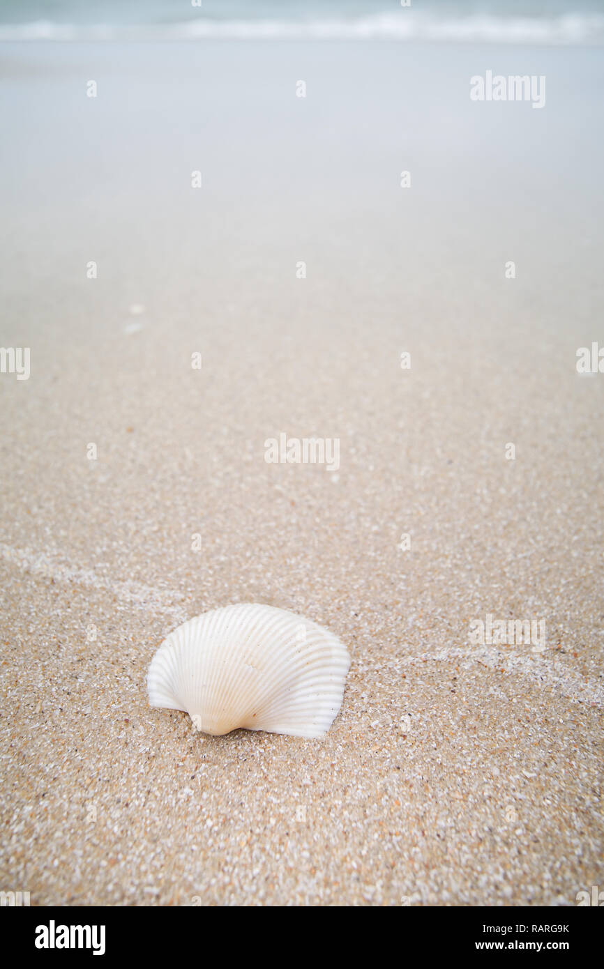 Weiße Muschel auf Sand, Strand von Laem Talumphuk, Pak Phanang, Nakhon Si Thammarat, Thailand. Stockfoto