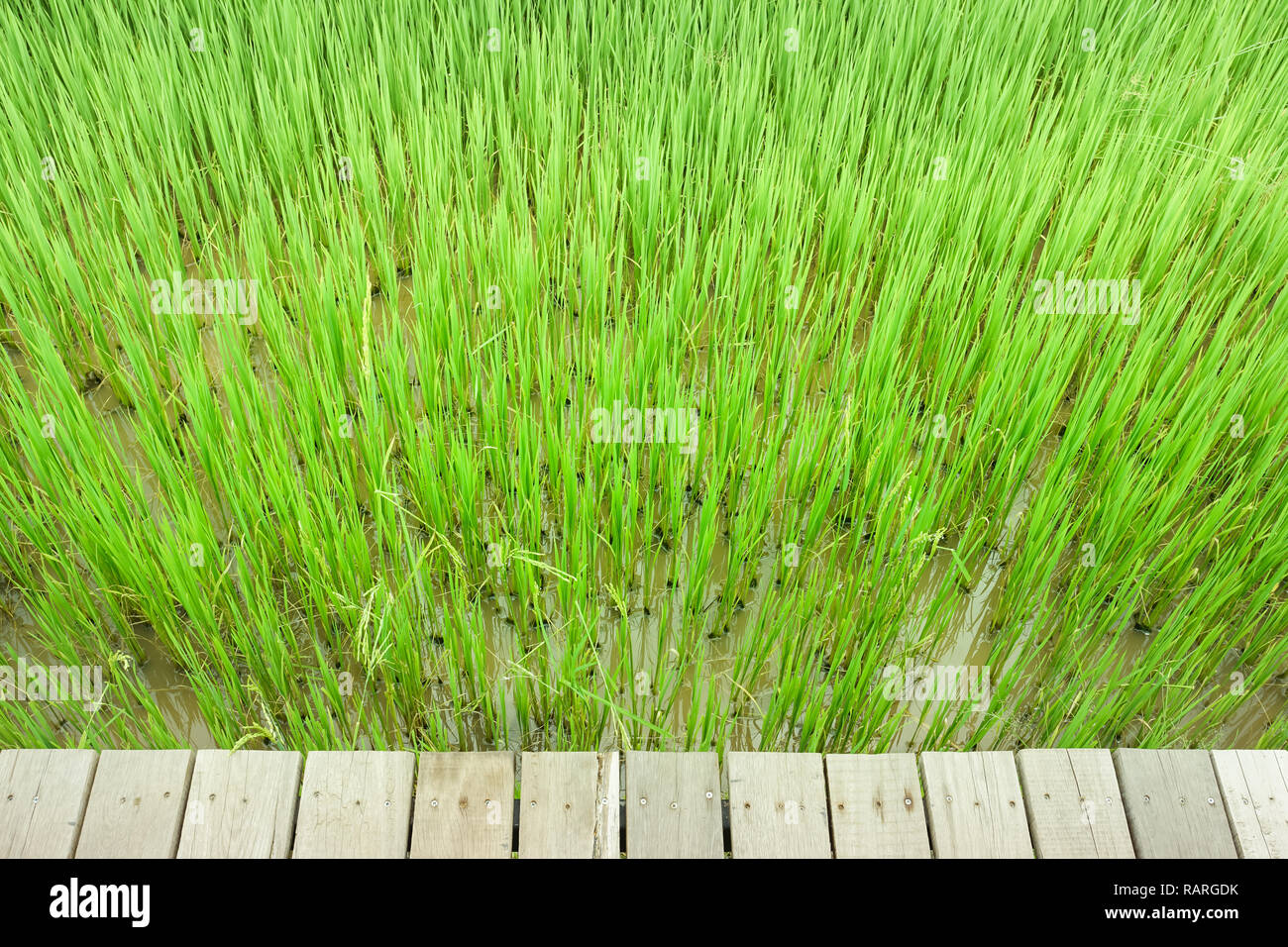 Grüne Reisfelder mit Holzplatte in Kanchanaburi, Thailand. Stockfoto