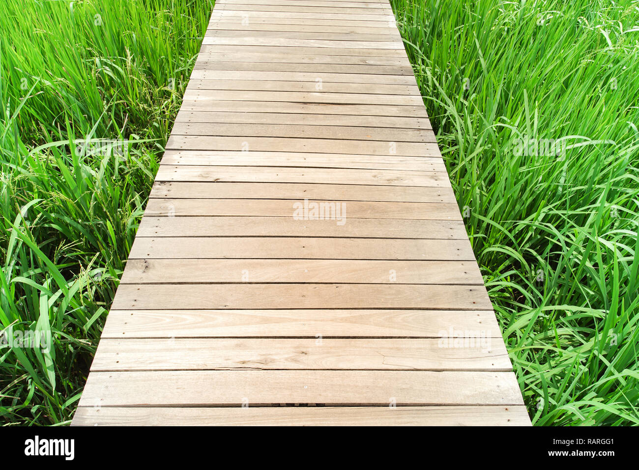 Grüne Reisfelder mit Holzplatte in Kanchanaburi, Thailand. Stockfoto
