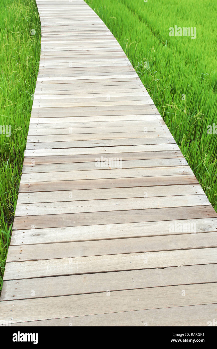 Grüne Reisfelder mit Holzplatte in Kanchanaburi, Thailand. Stockfoto
