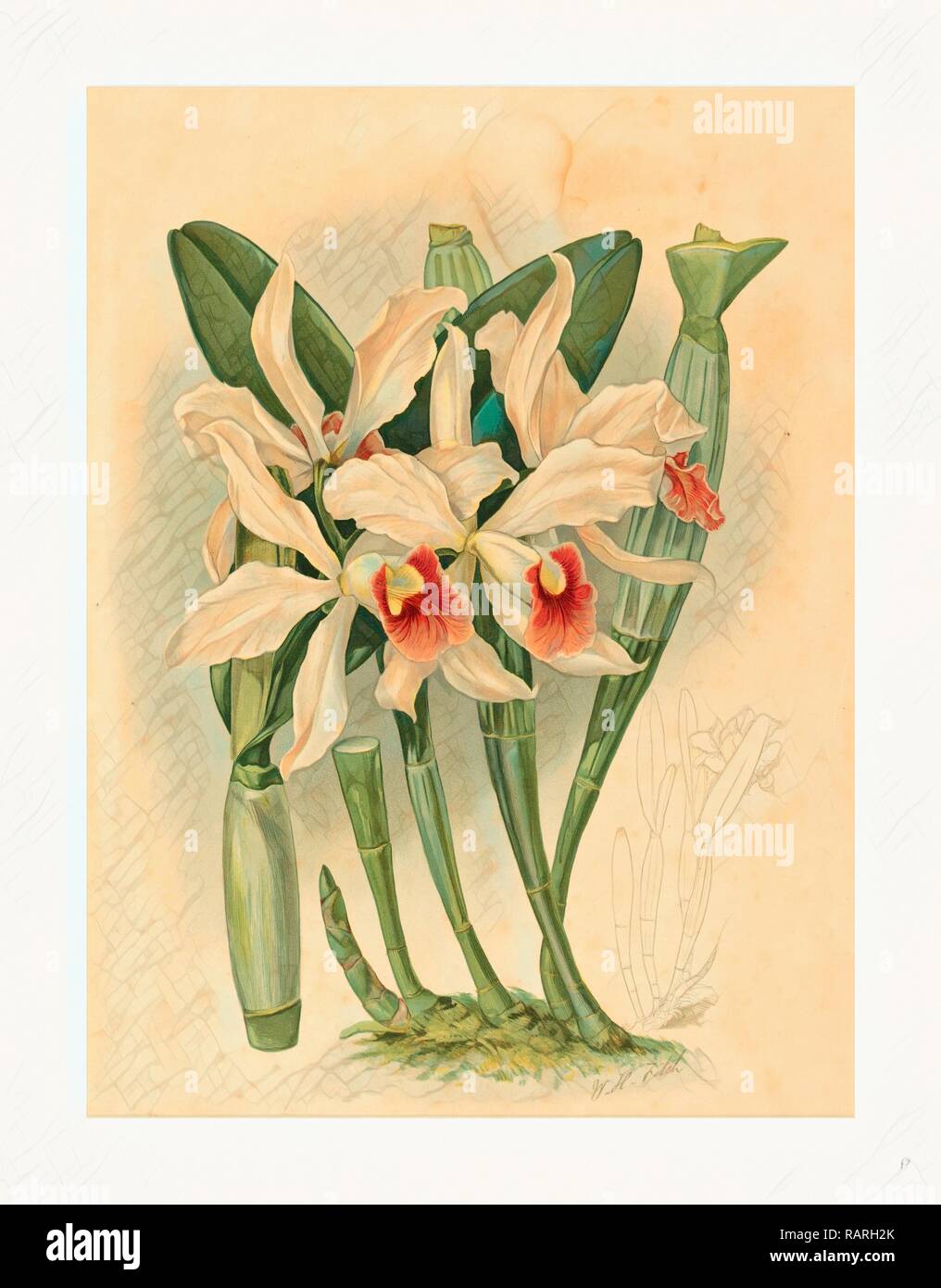 Joseph Mansell nach Walter Hood Fitch (Briten, Aktive aus dem 19. Jahrhundert), Laelia Euspatha,, farblithographie Neuerfundene Stockfoto