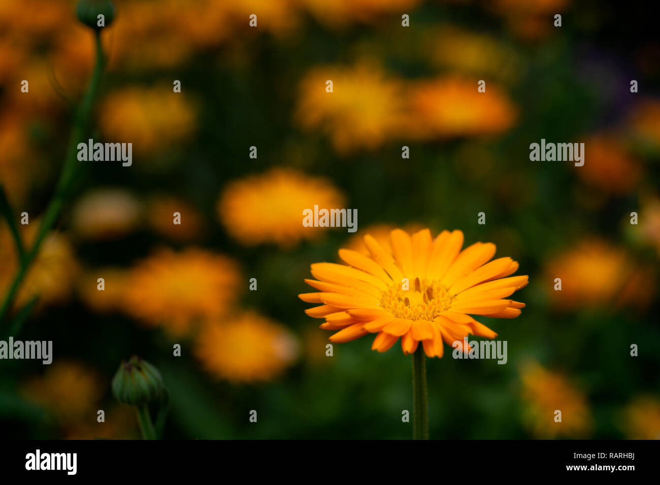 Helles orange Blumen auf grünem Hintergrund Stockfoto