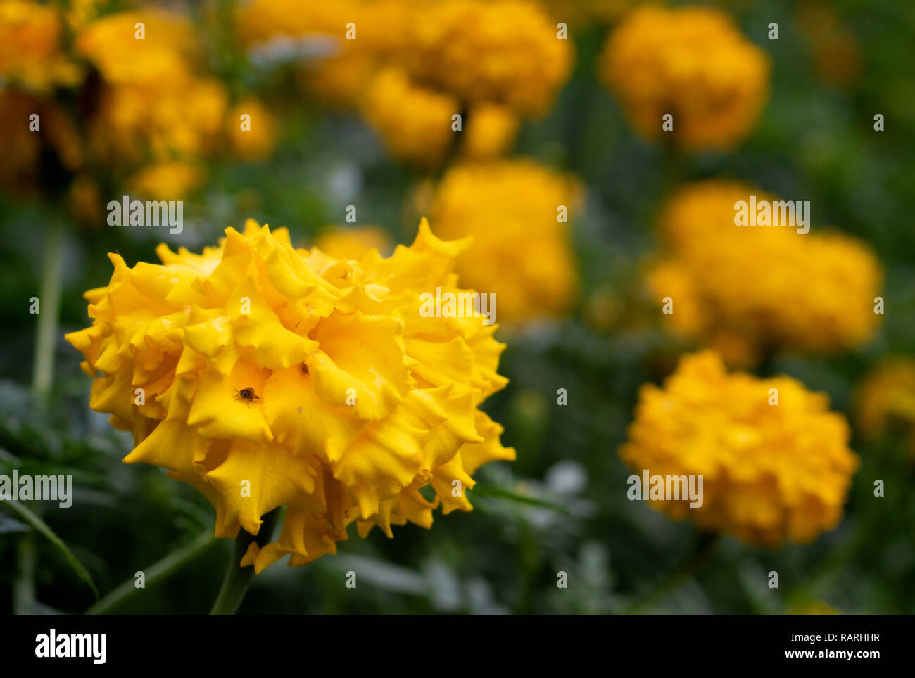 Helles orange Blumen auf grünem Hintergrund Stockfoto