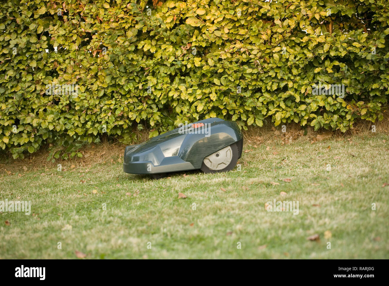 Grüne automatische Roboter Rasenmäher Schneiden von Gras, die entlang der Kanten eines Rasen durch eine Hecke Stockfoto