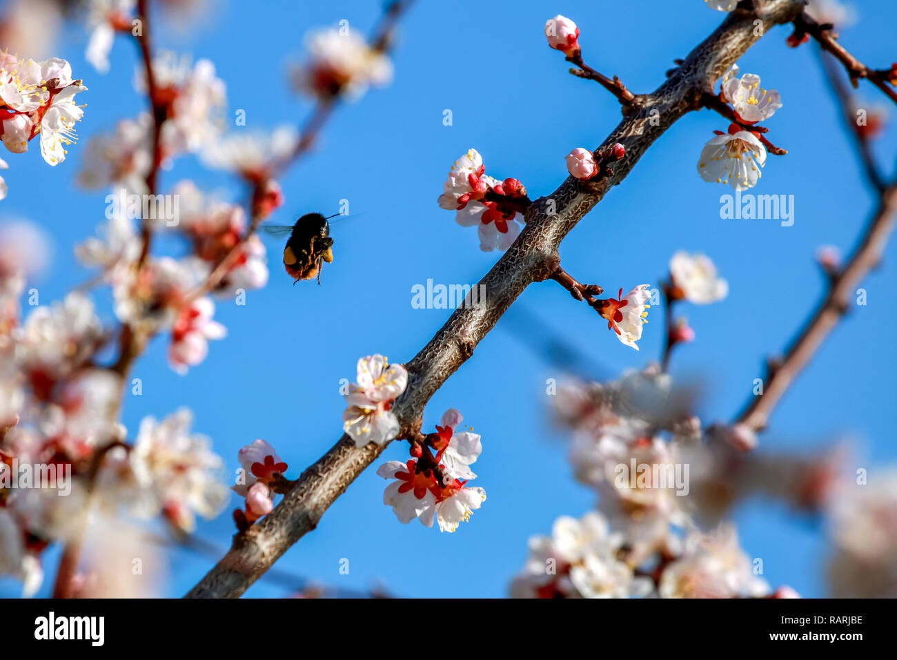 Aprikosenbaum blüht im Frühling. Aprikosen blühen Blumen. Blühende Aprikosenbaum in Lettland; Aprikose Blumen auf dem Hintergrund des blauen Himmels. Bum Stockfoto