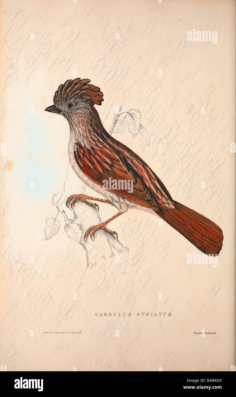 Garrulus Striatus, gestreift Laughingthrush. Vögel aus dem Himalaya, Gravur 1831 von Elizabeth Gould und Neuerfundene Stockfoto