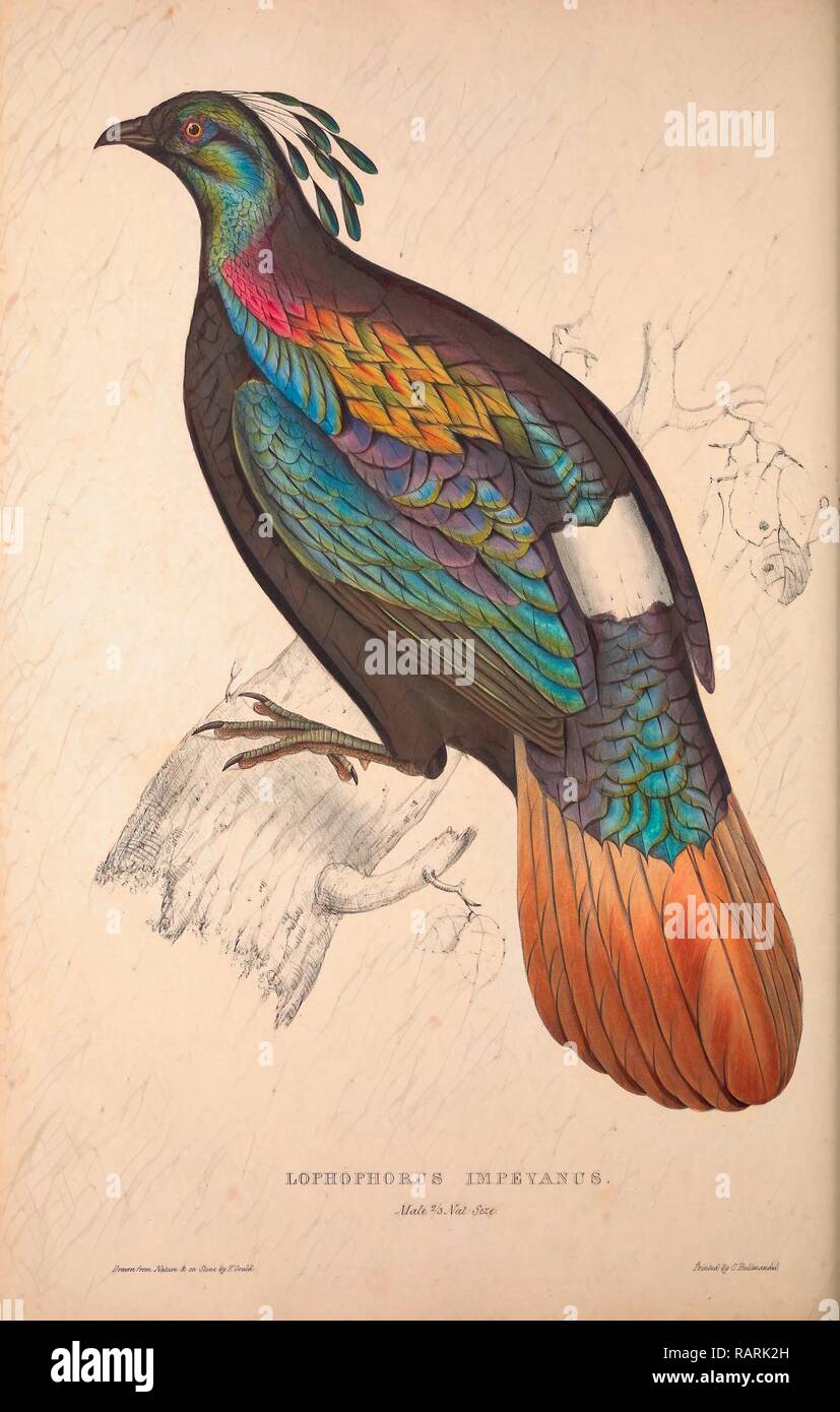 Lophophorus Impeyanus (männlich), Himalayan Monal Fasan. Vögel aus dem Himalaya, Gravur 1831 von Neuerfundene Stockfoto