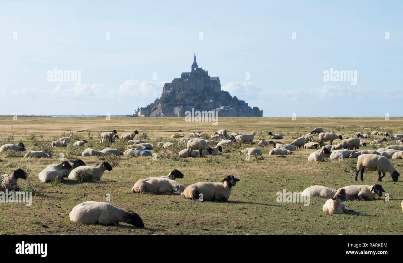 Herde von Schafen vor dem Mont Saint Michel Abtei. Le Mont Saint Michel, Normandie, Frankreich Stockfoto