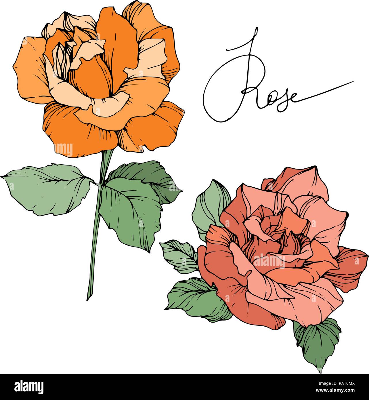 Vector Orange und Coral Rose. Florale botanischen Blumen. Grünes Blatt. Isolierte rose Abbildung Element. Schwarz und weiß eingraviert Tinte Art. Stock Vektor