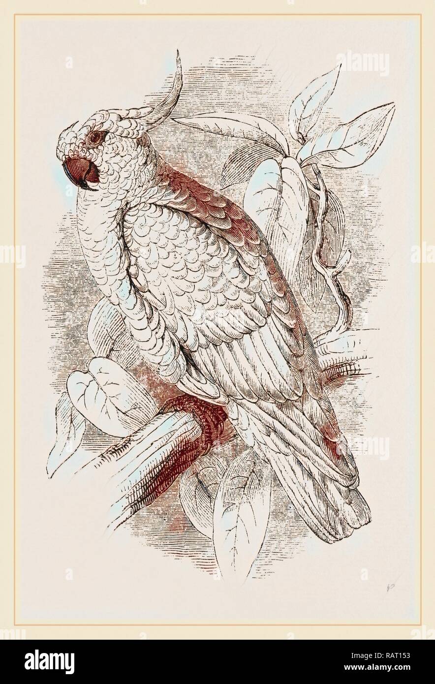 Große Schwefel-Crested Cockatoo. Neuerfundene durch Gibon. Klassische Kunst mit einem modernen Touch neuerfundene Stockfoto