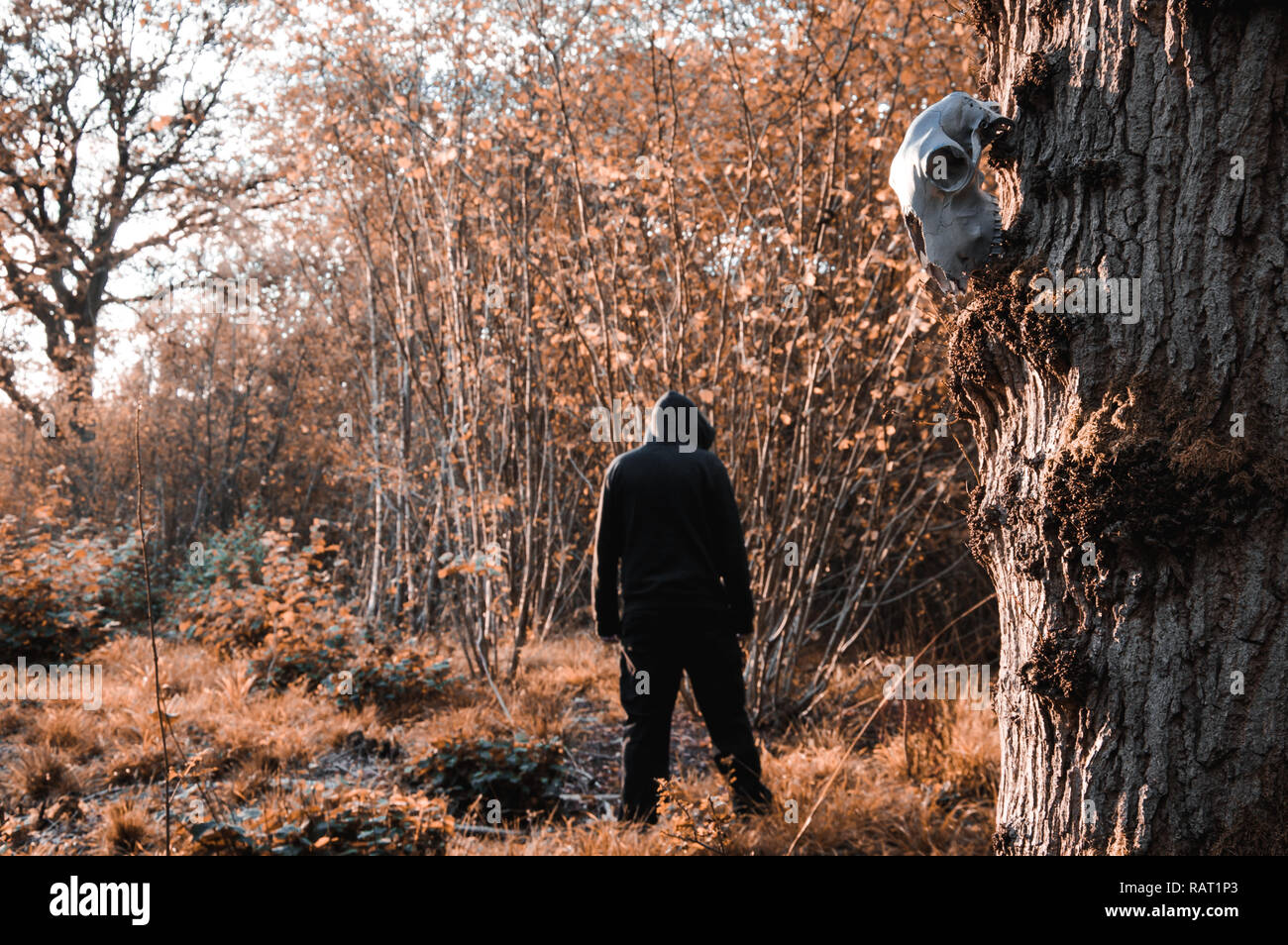 Ein Schaf Schadel Hangen Von Einem Baum Wahrend Eine Finstere Hooded Abbildung Steht Im Hintergrund Verschwommen Und Unscharf Mit Einem Stumm Geschalteten Winter Bearbeiten Stockfotografie Alamy