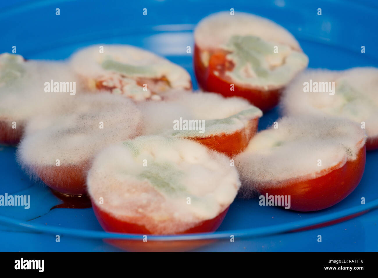 Tomaten mit Schimmel bedeckt Stockfoto